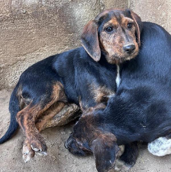 Sam - Cucciolo Di 4 Mesi - Taglia Medio-Piccola